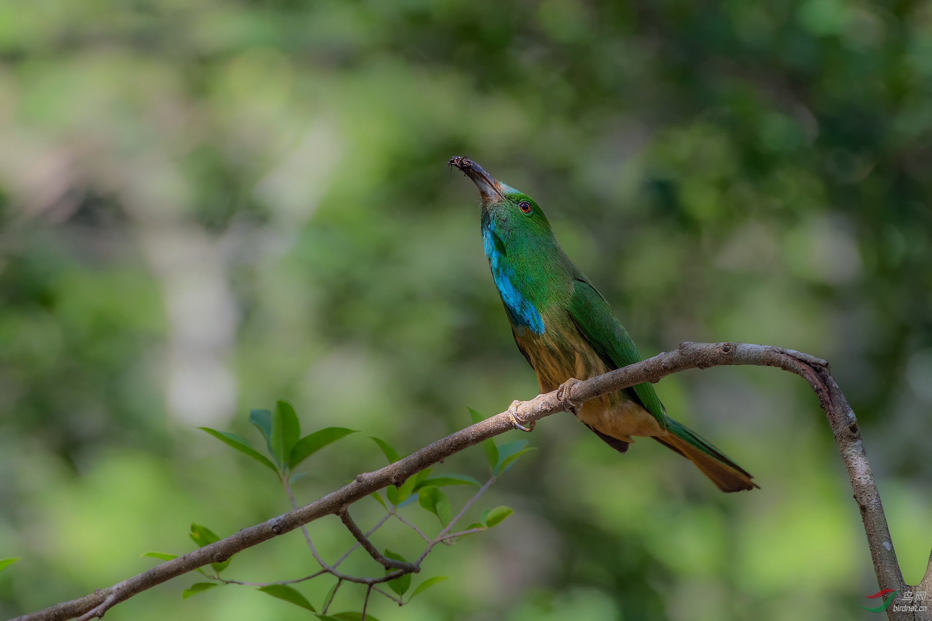 蓝须夜蜂虎 - 河南版 henan 鸟网