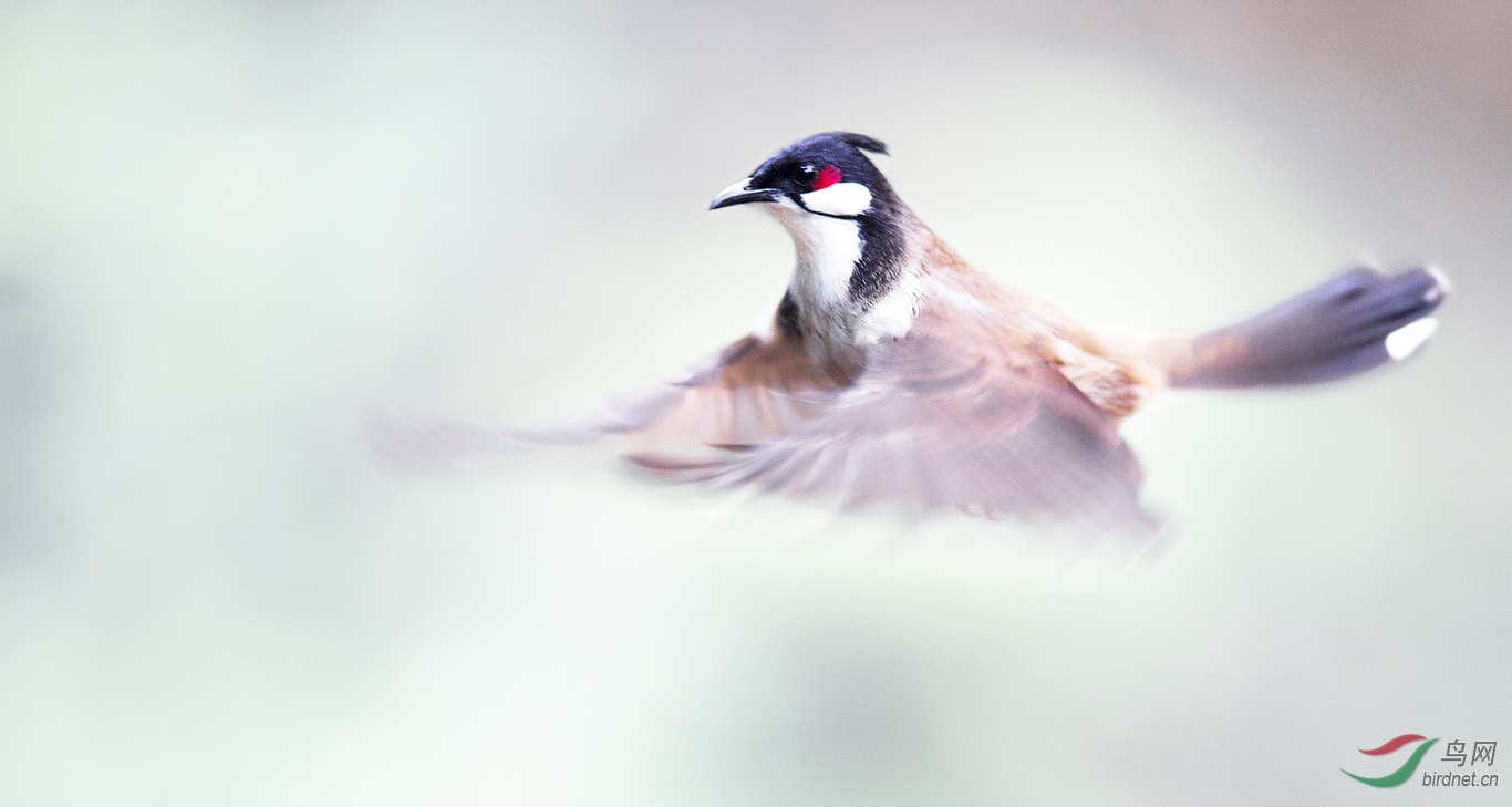 红屎忽 - 广东版 guangdong 鸟网