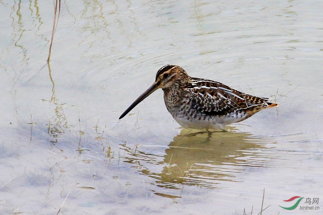 长嘴沙锥觅食来