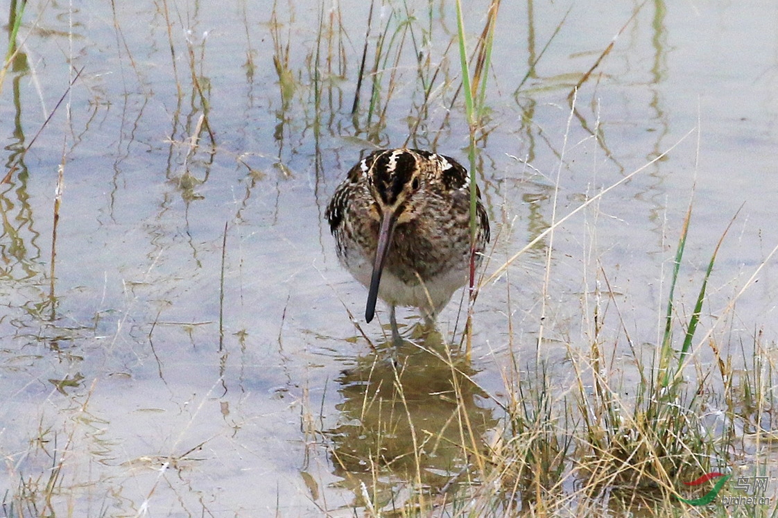 长嘴沙锥觅食来