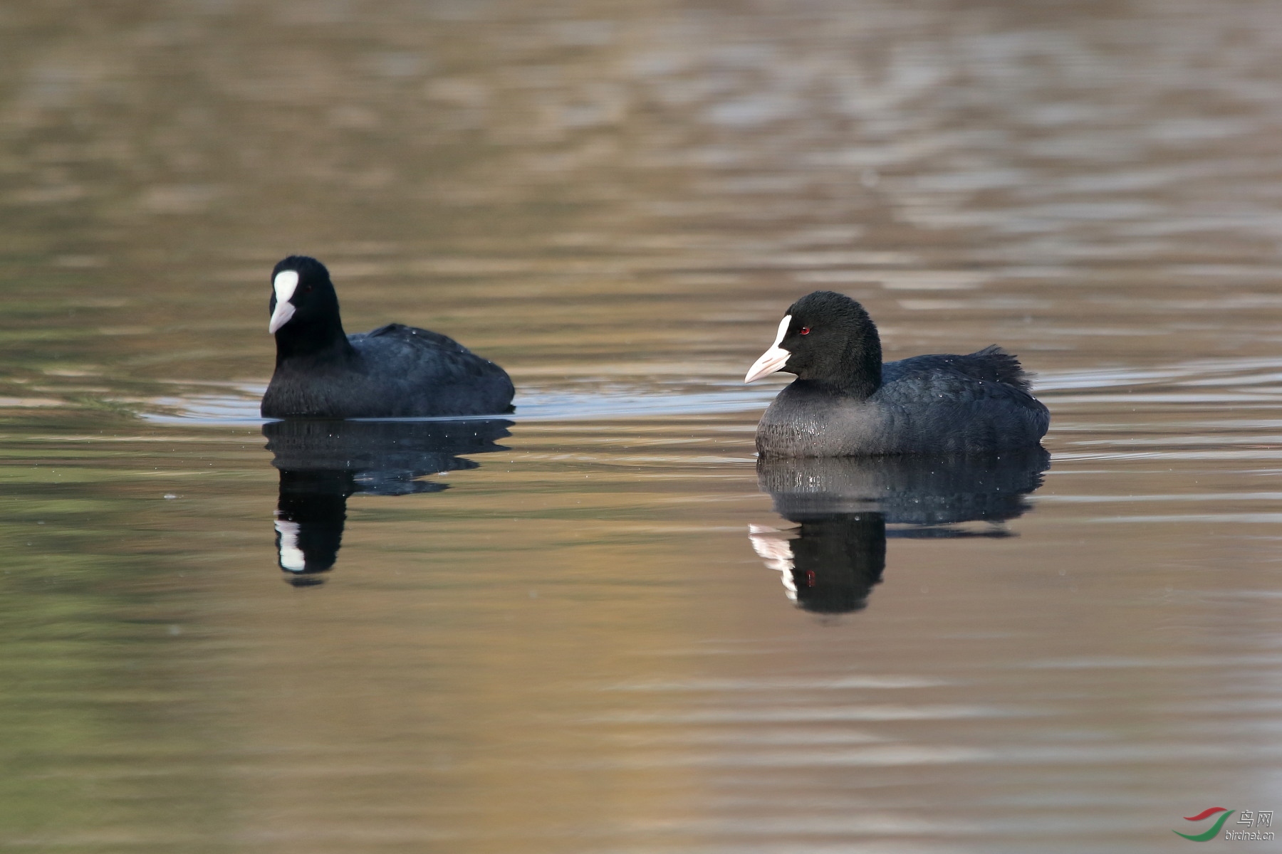 IMG_4465.JPG