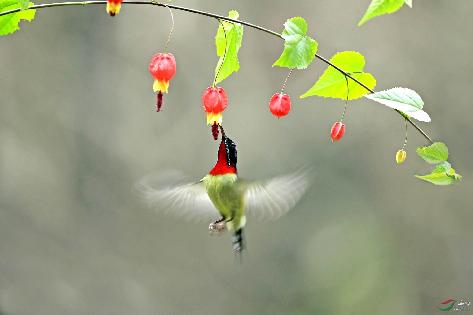悬停灯龙花迎新春