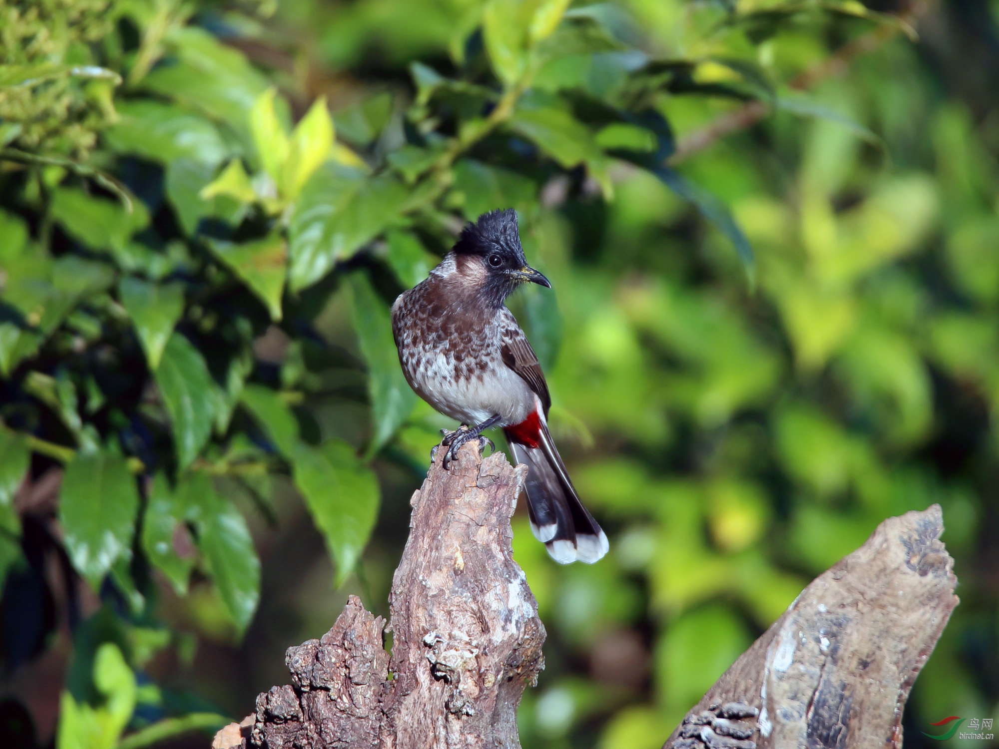 回眸黑喉红臀鹎