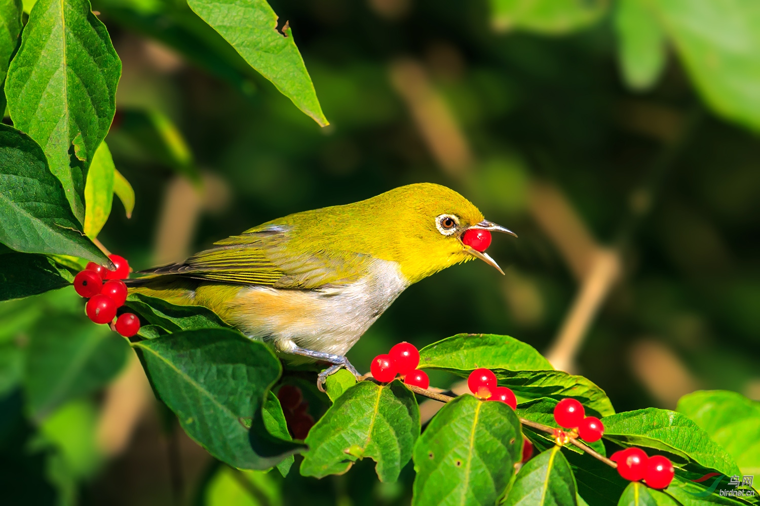 口衔红珠——绣眼