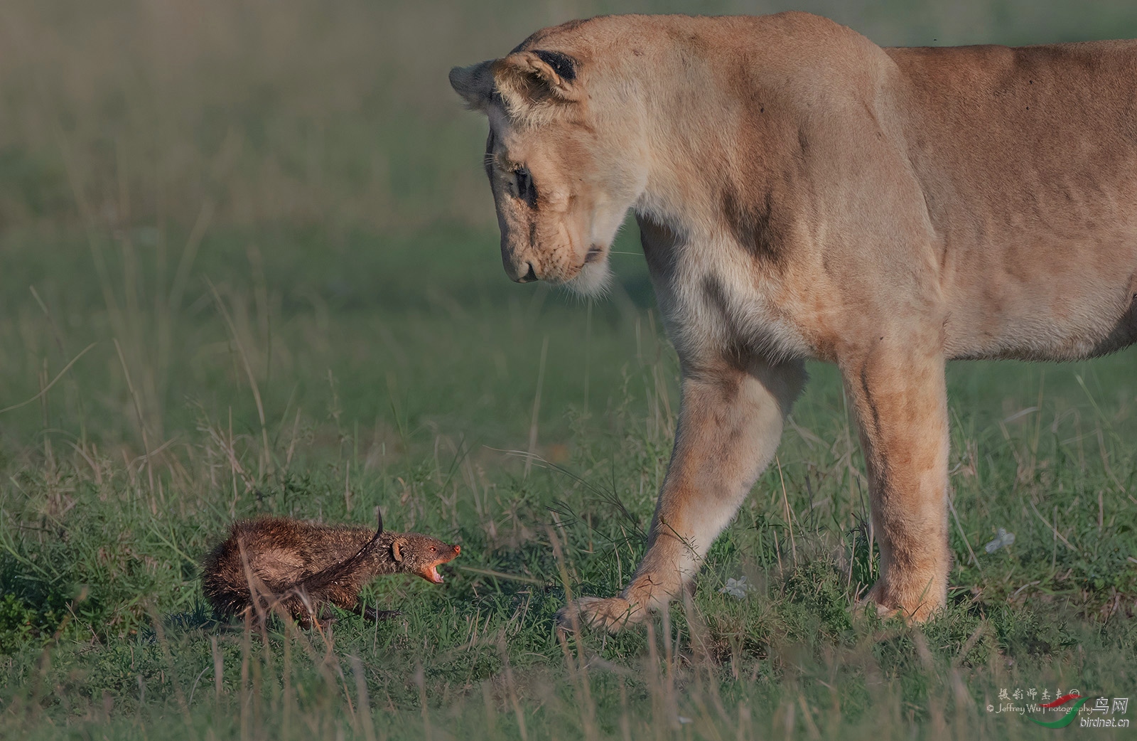 "全面高感大画幅" "— nikond850 野生动物摄影实战测评(三) - 尼康