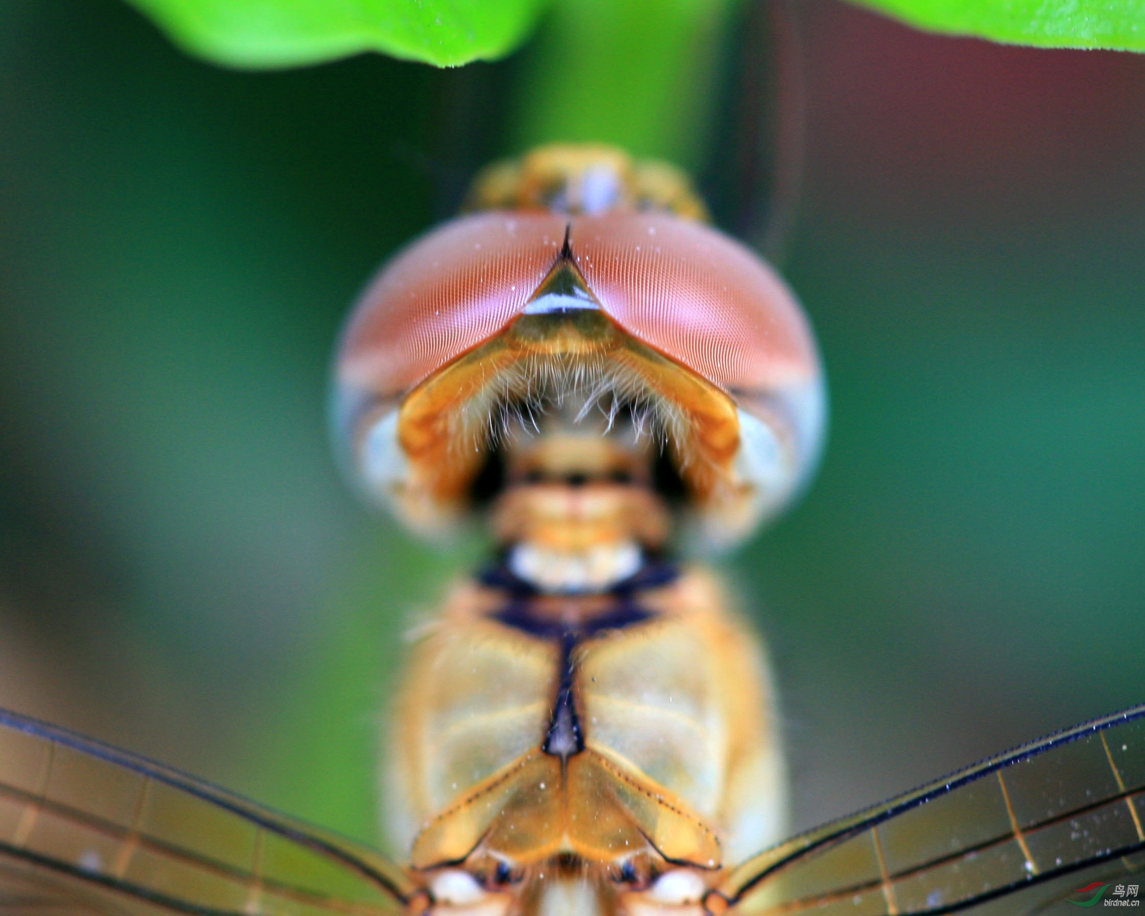 蜻蜓眼睛里的世界图片