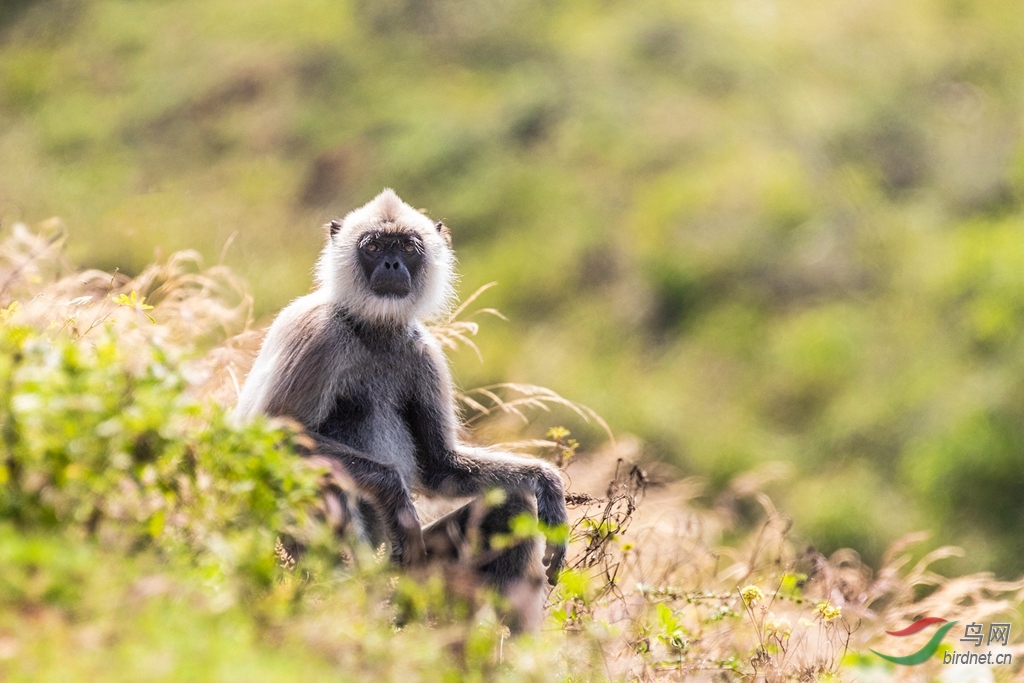 3S5A1782   ��βҶ�� 01_����_����.jpg