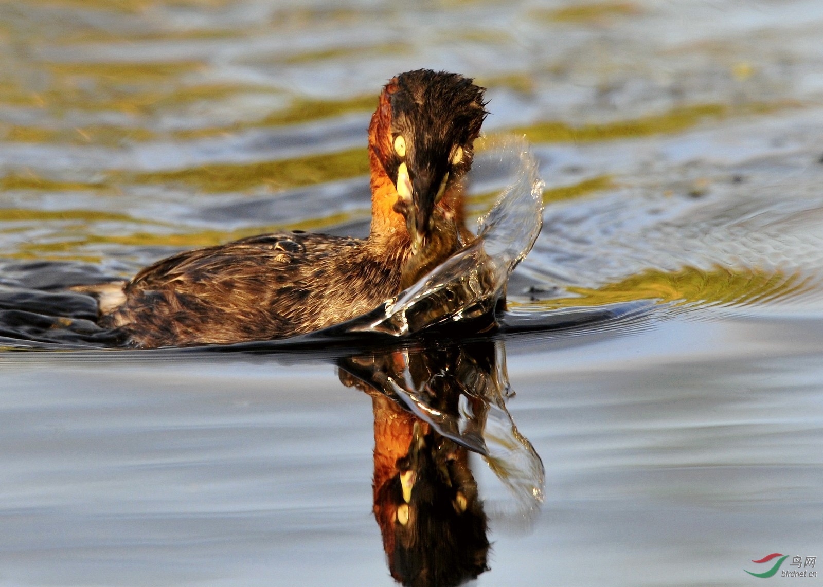 科 小鸊鷉 (4).jpg