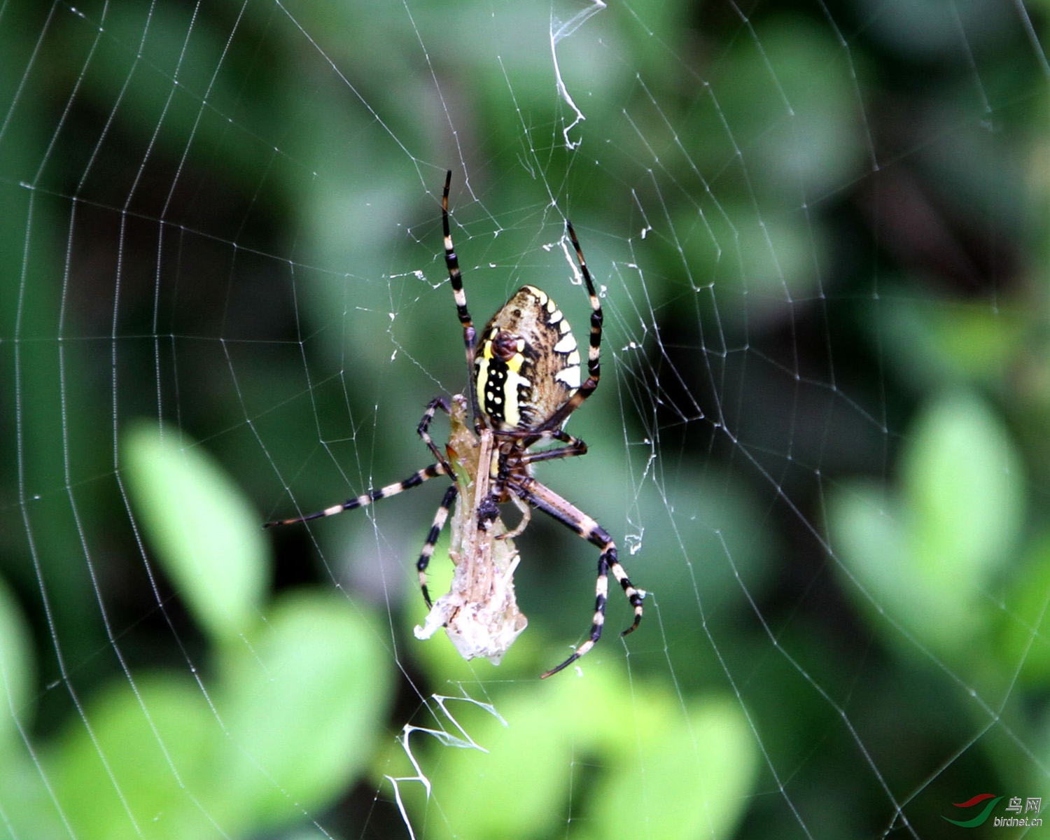 蜘蛛——棒络新妇