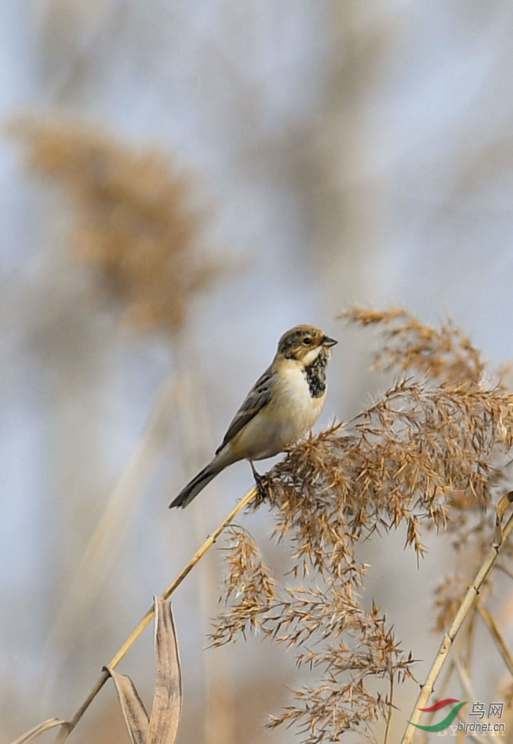 DSC_4459 - ����.JPG