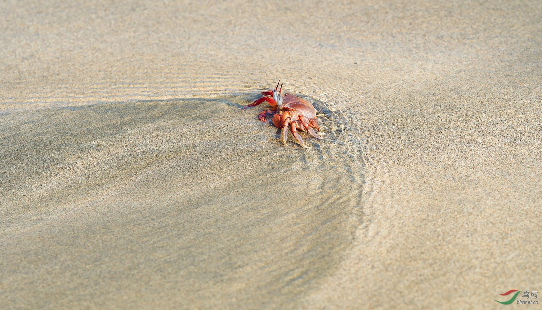 海滩上的小螃蟹