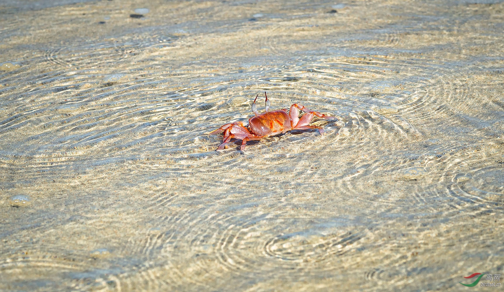 海滩上的小螃蟹