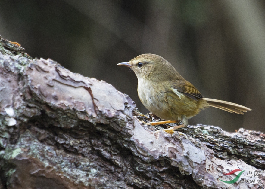 白眉柳莺 - 广西版 guangxi 鸟网