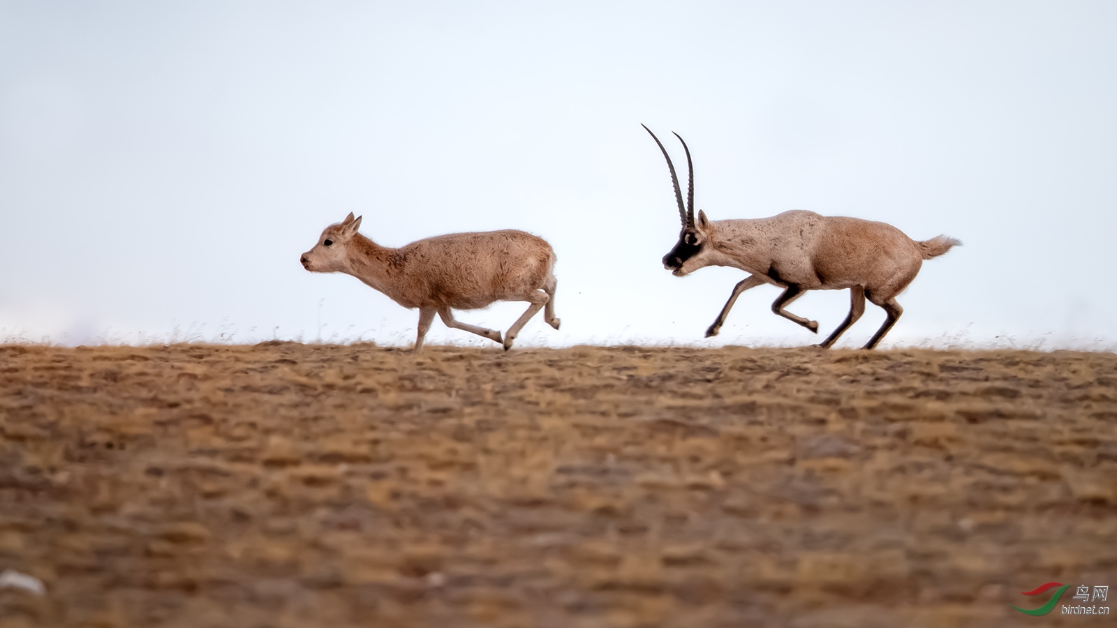 追逐(祝贺荣获论坛动物精华)