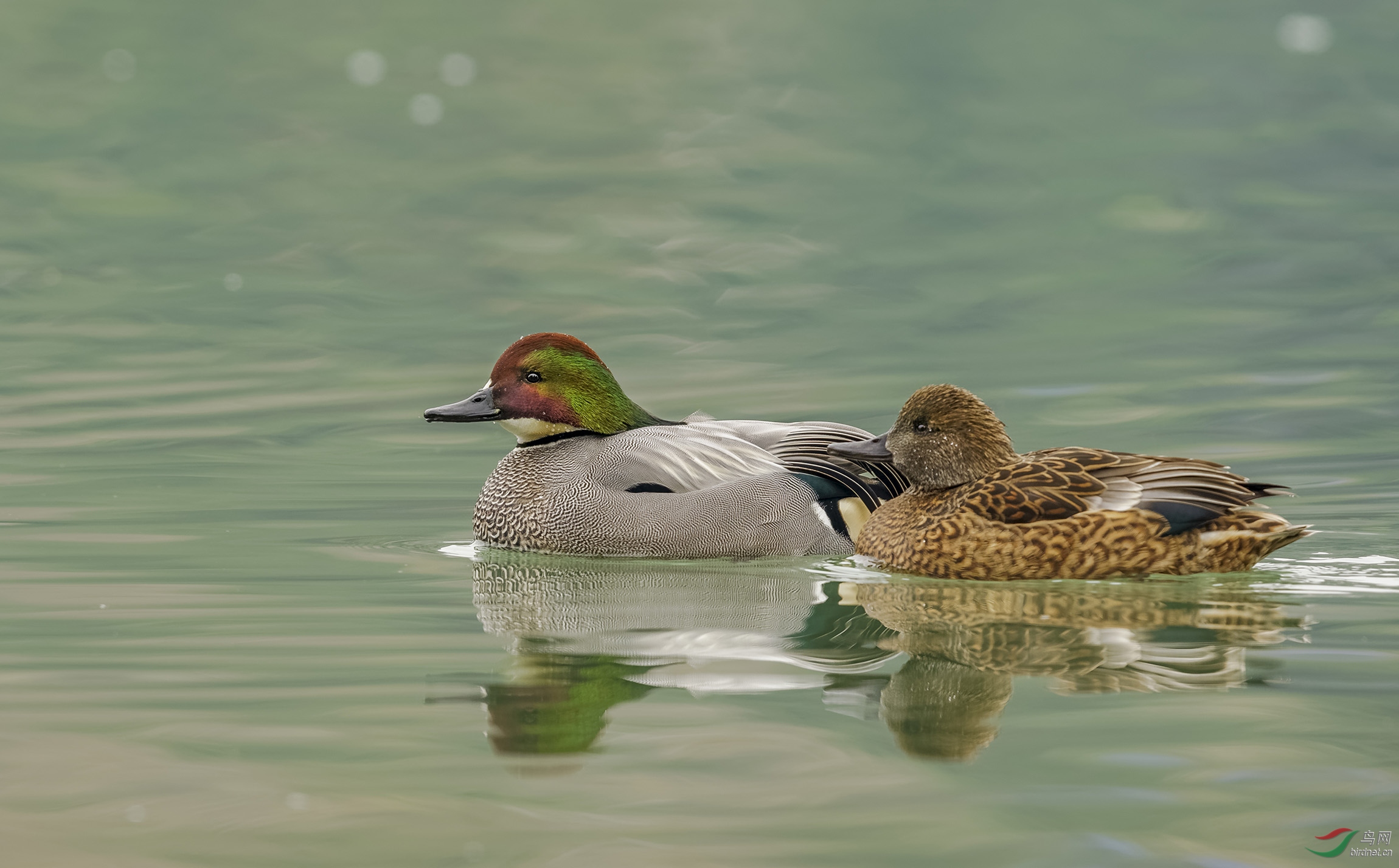 成双成对罗纹鸭(四张) - 四川版 sichuan 鸟网