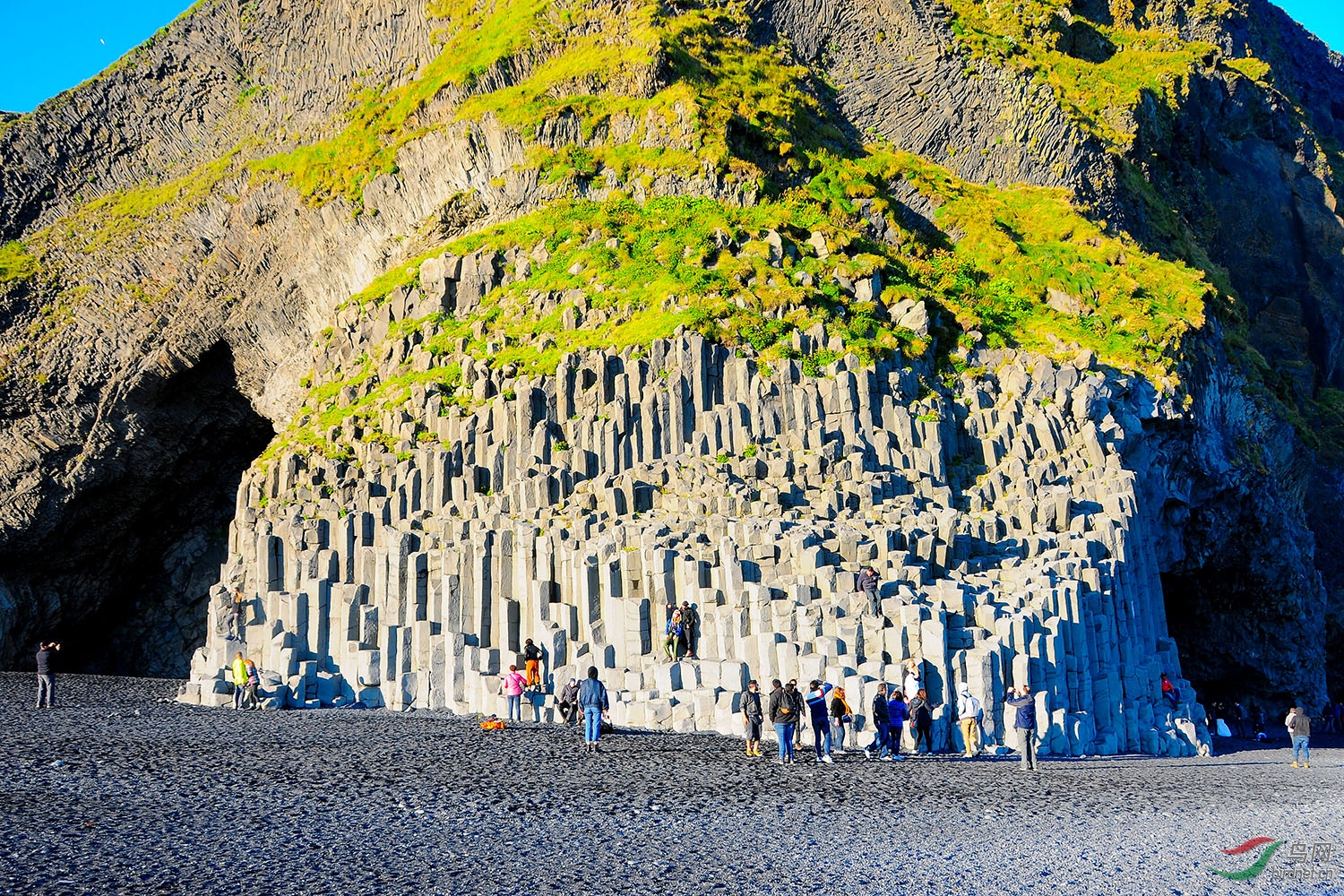 冰岛风琴岩上的北极海鹦