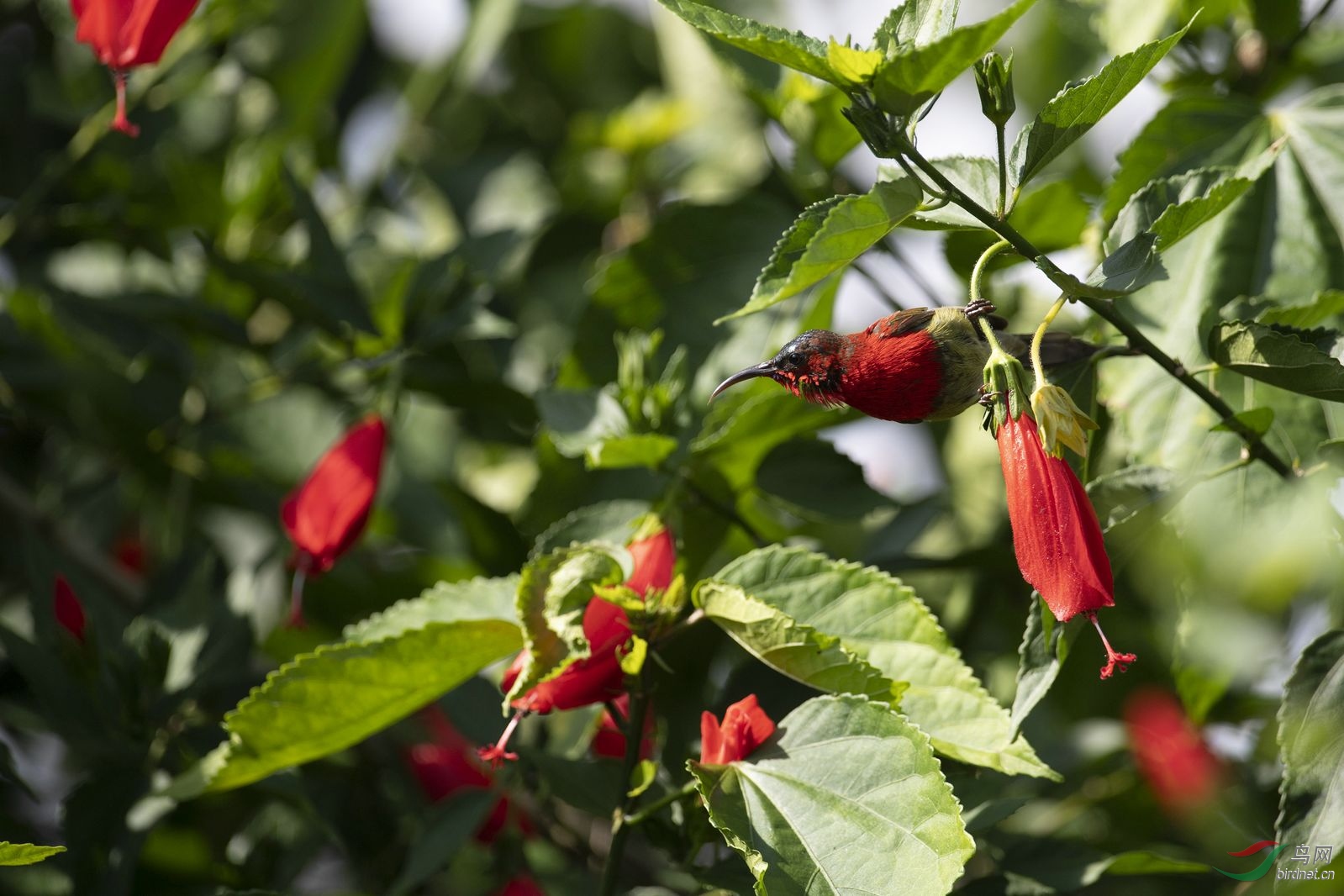 ����̫���� (11).jpg