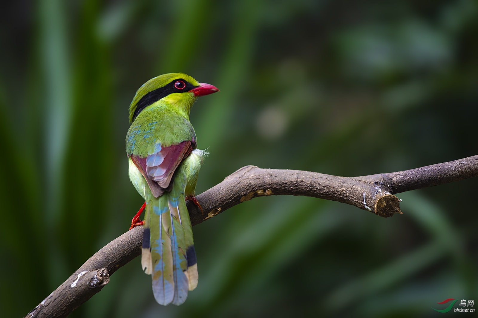 周末快乐印支绿雀