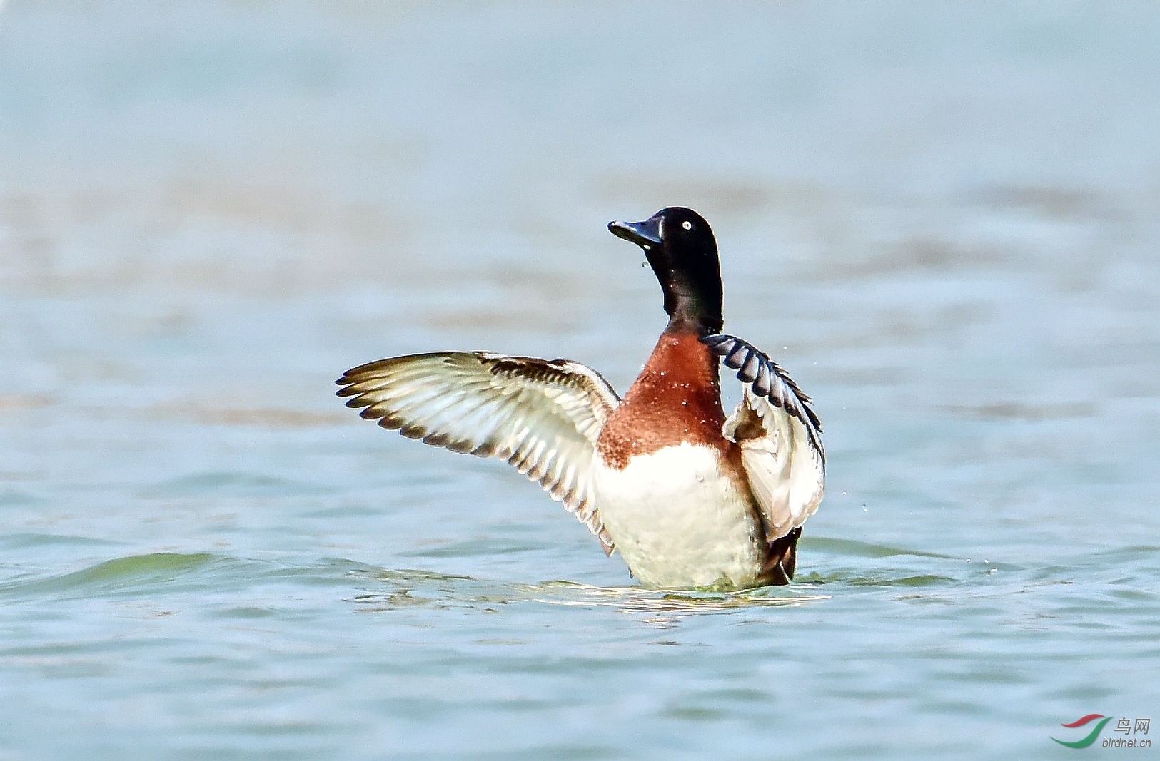 DSC_3884_conew2.jpg