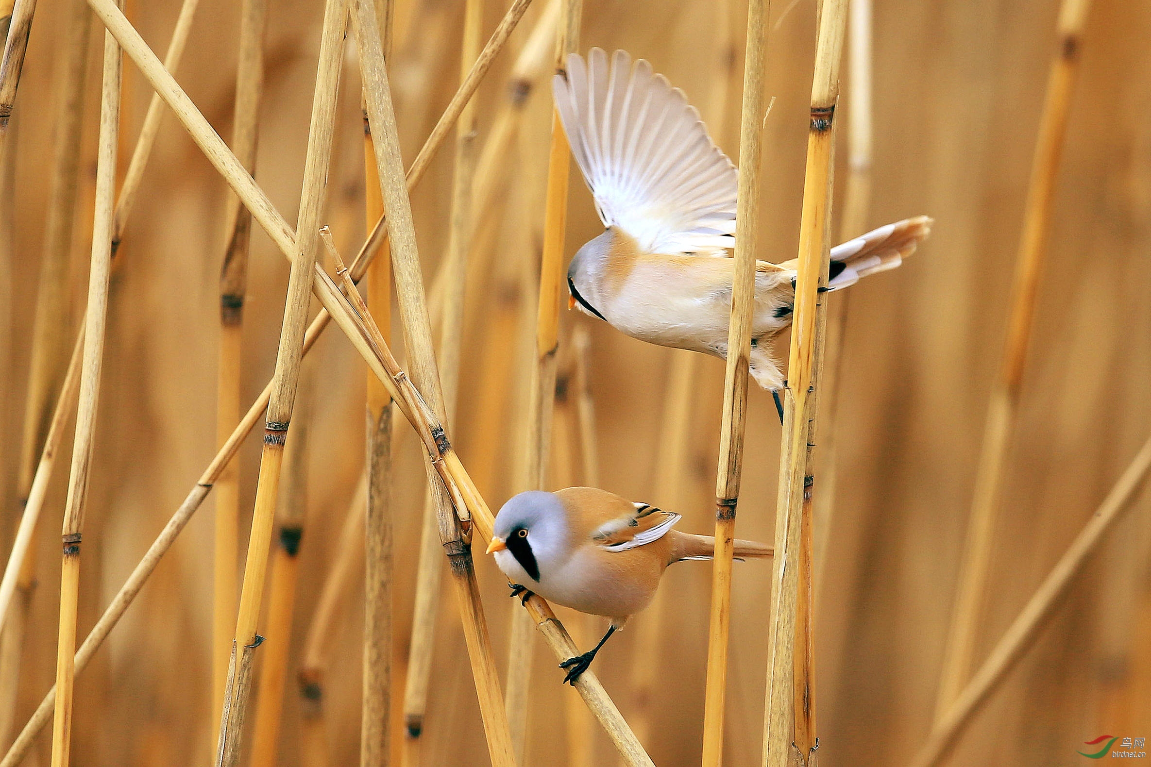 芦苇中的文须雀