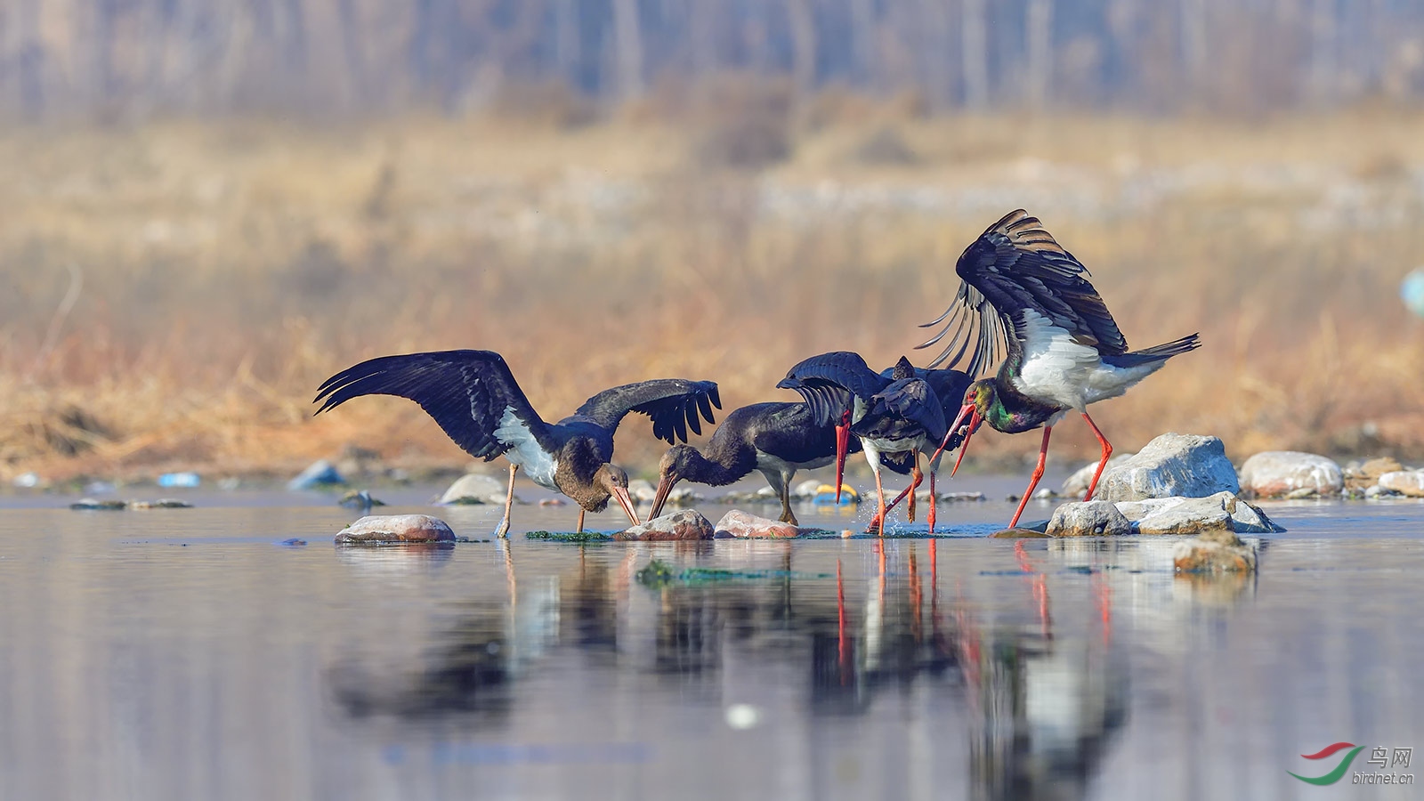 开饭了 - 青海版 qinghai 鸟网