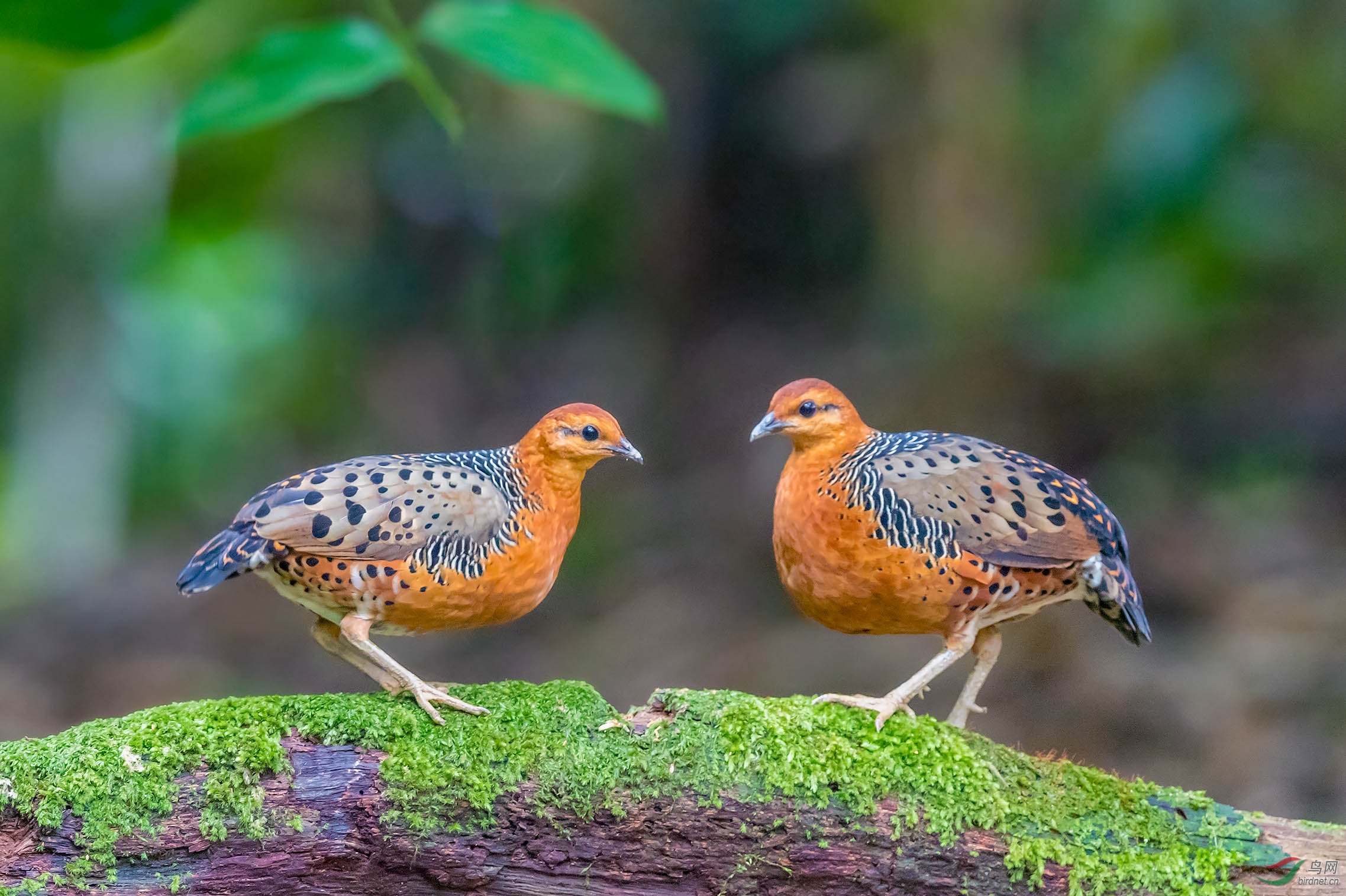绣红林鹧鸪祝贺荣获首页鸟类精华