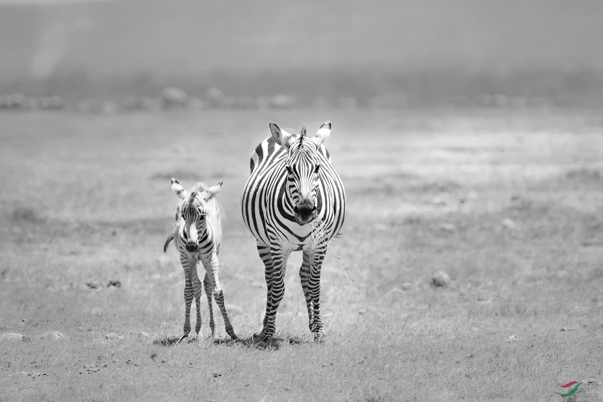 黑白斑马.jpg
