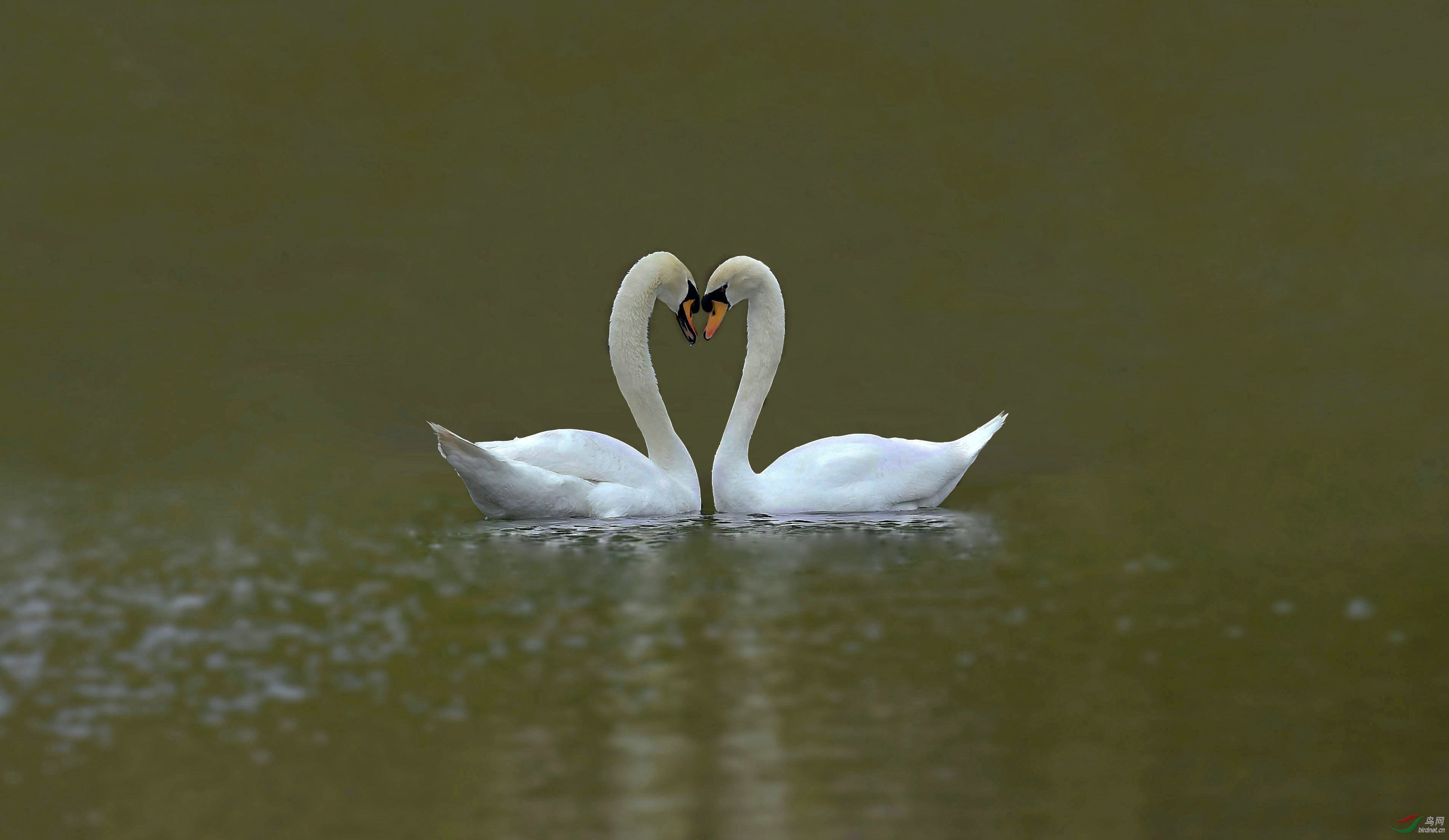 DSC_1984_����_����.jpg