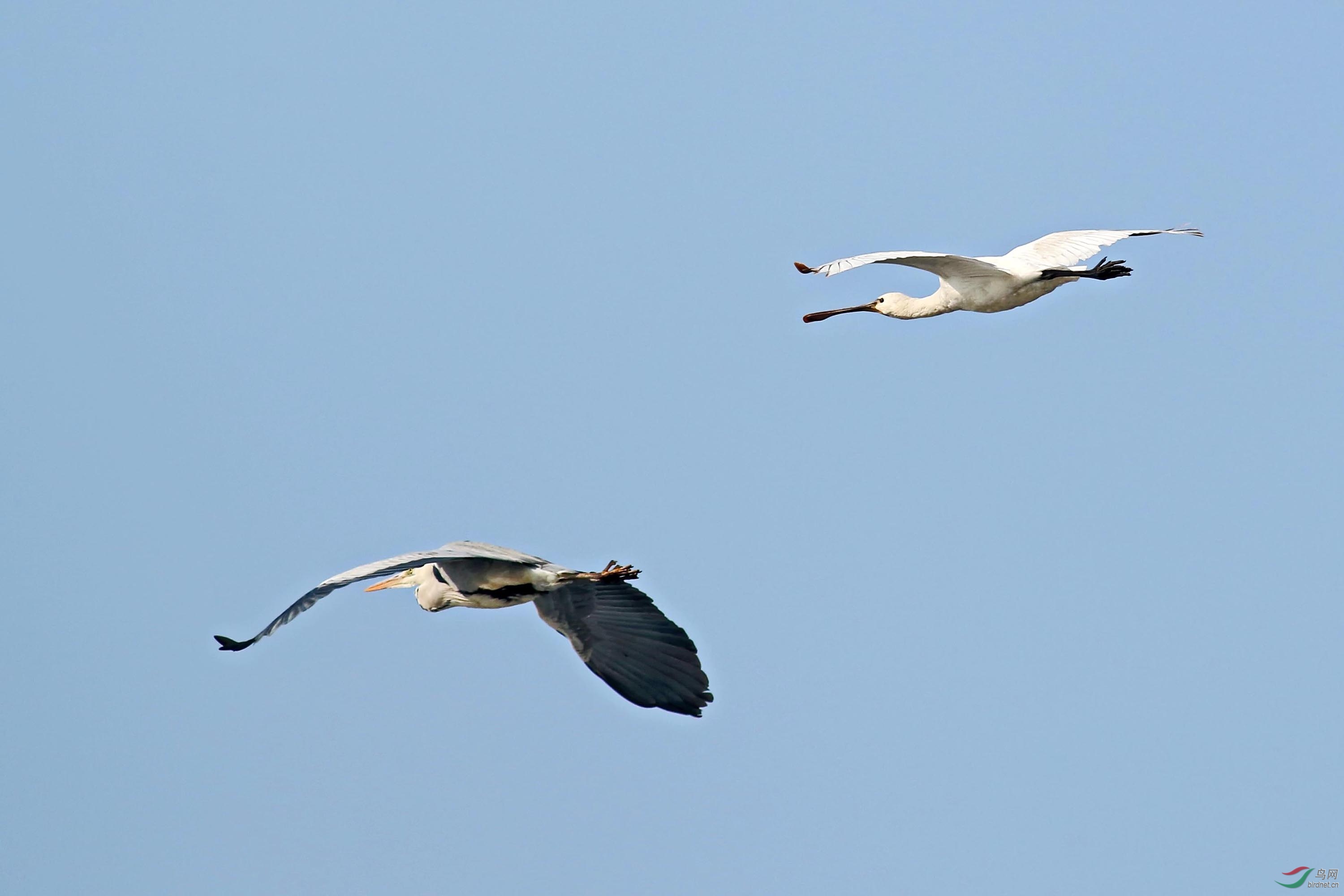 IMG_8525.JPG