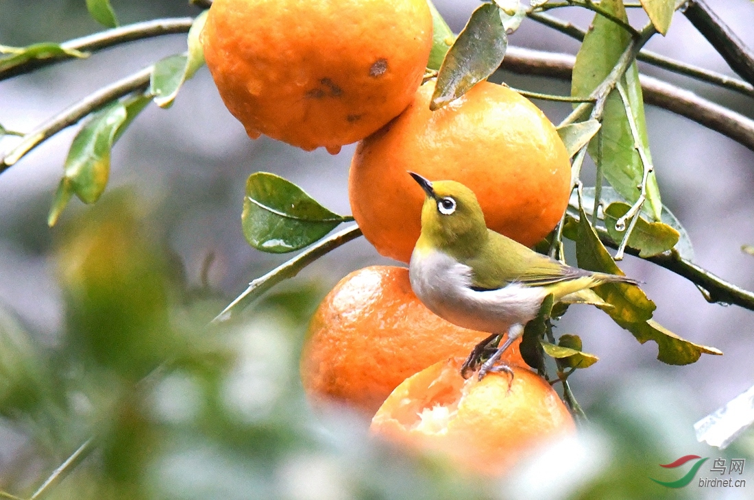 小雨中橘孑绣眼 - 尼康专栏 鸟网