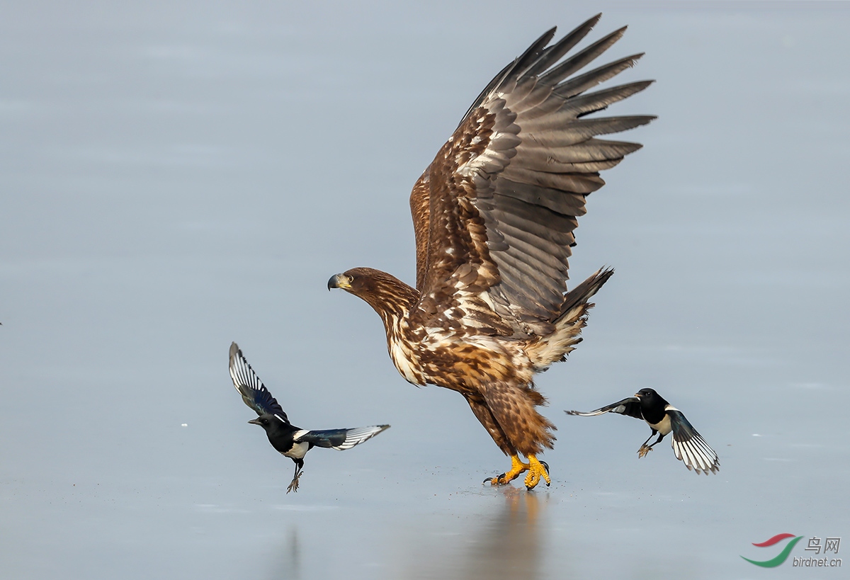 ��β����ϵ��һ