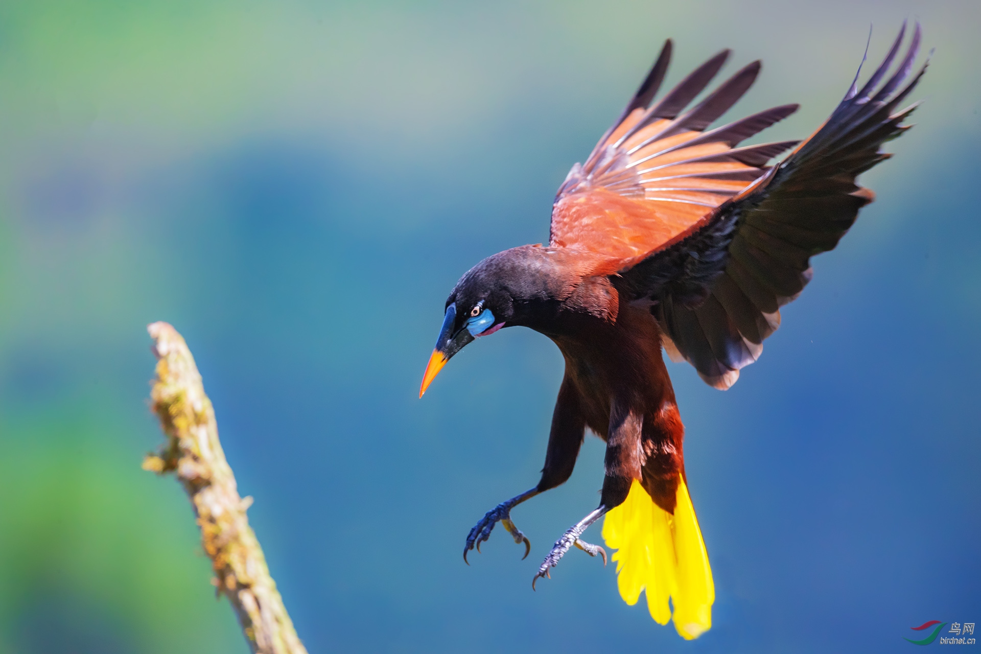 褐拟棕鸟(祝贺荣获首页鸟类精华)