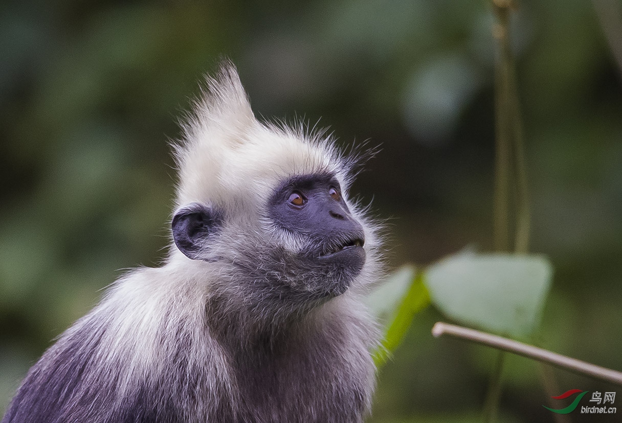 世界上最珍贵最稀有的猴类白头叶猴