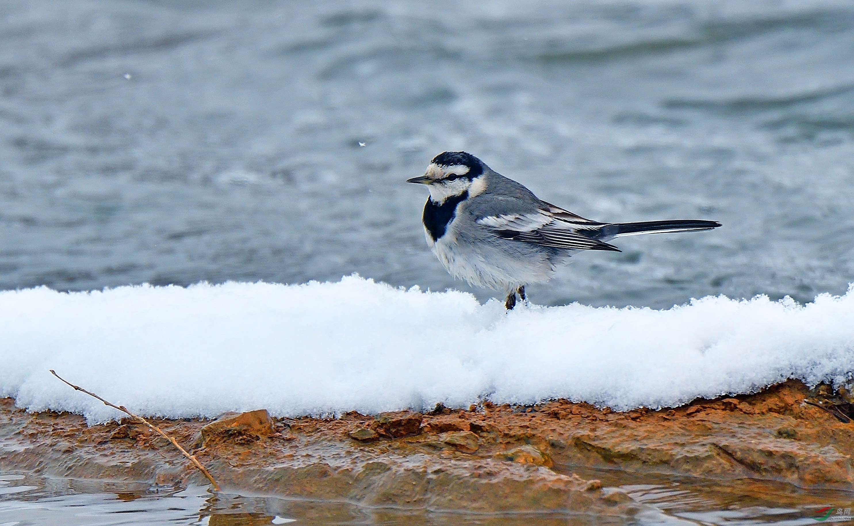 DSC_2859a.jpg