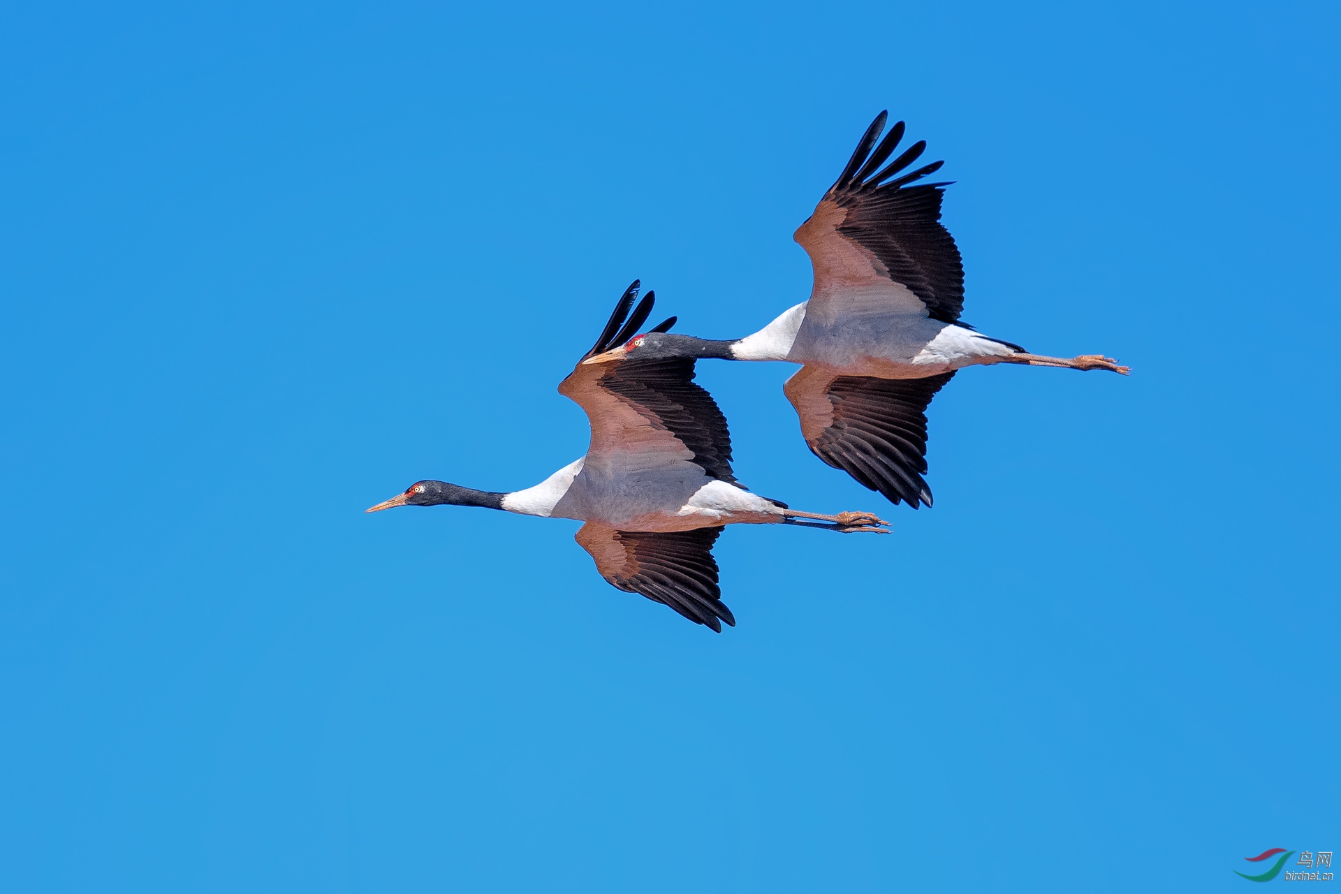 _DSC1712_1.jpg