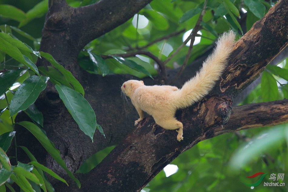 白化松鼠