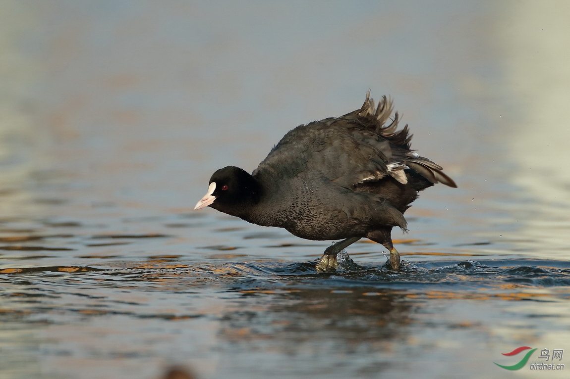 AV1I6095.jpg