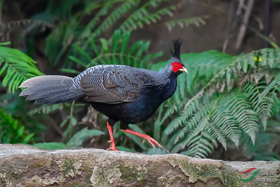 DSC_6682_DxOa.jpg