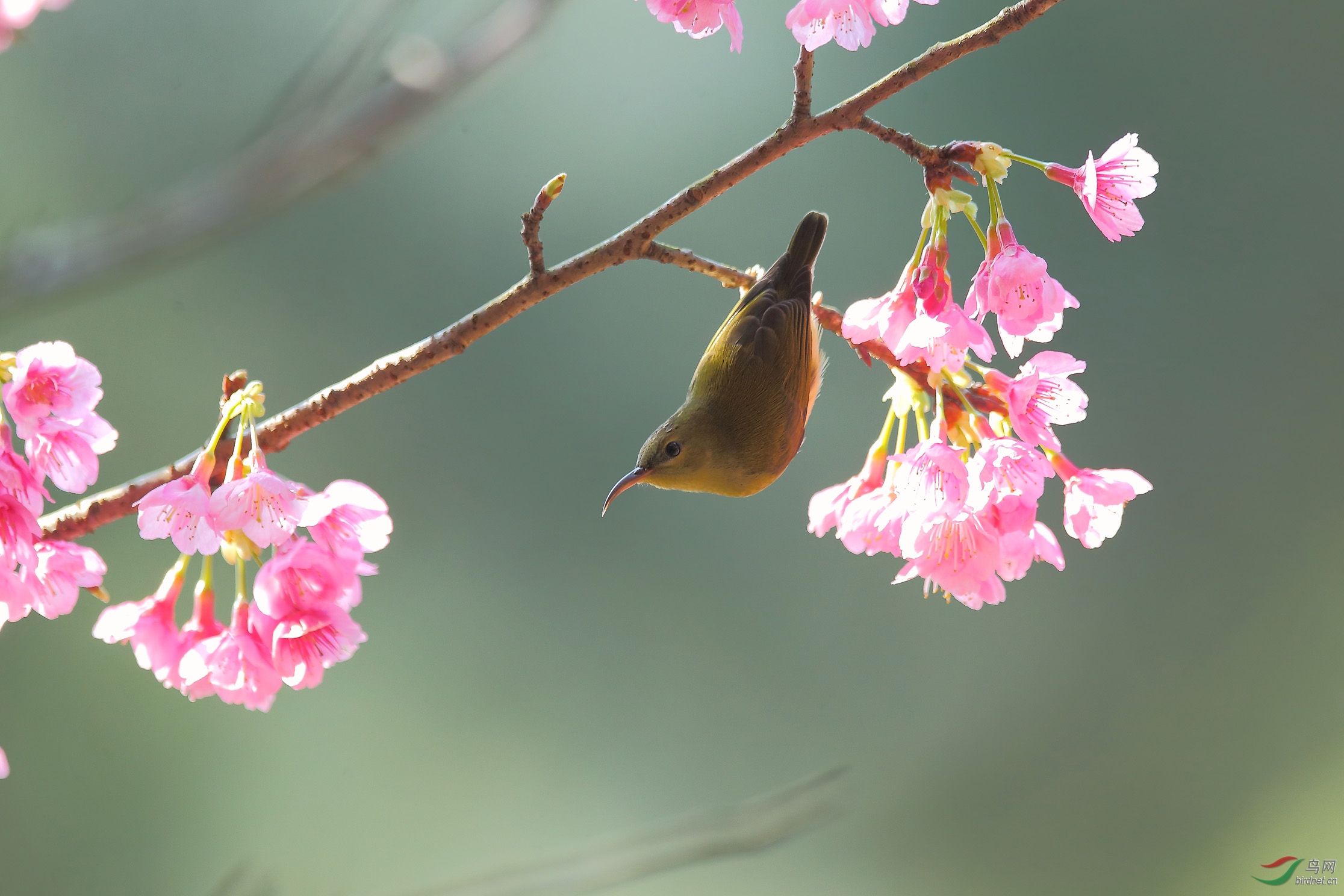 花艳醉春鸟