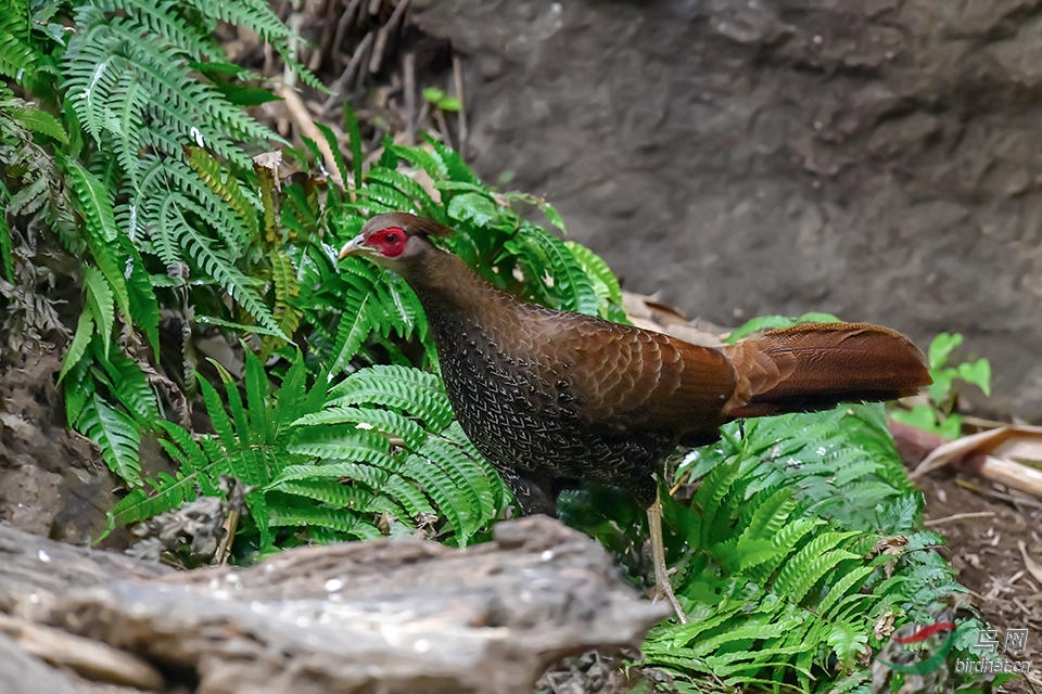 DSC_6151_DxOa.jpg