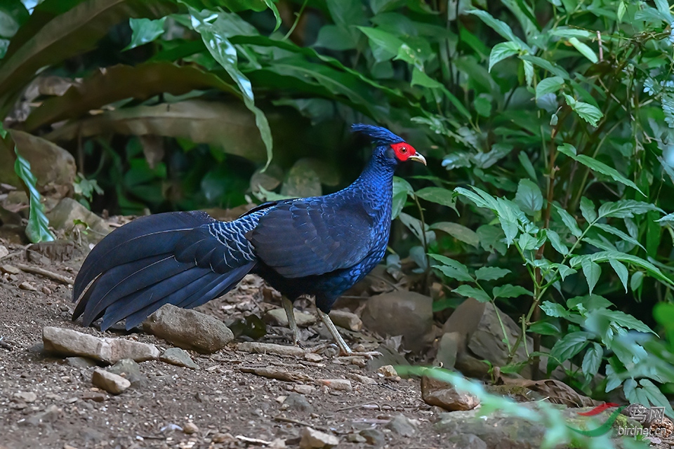 DSC_5446_DxOa.jpg