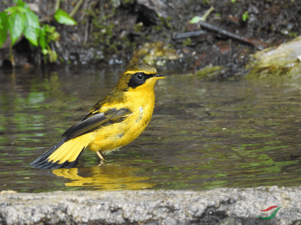 ��ɫ��𶾵����