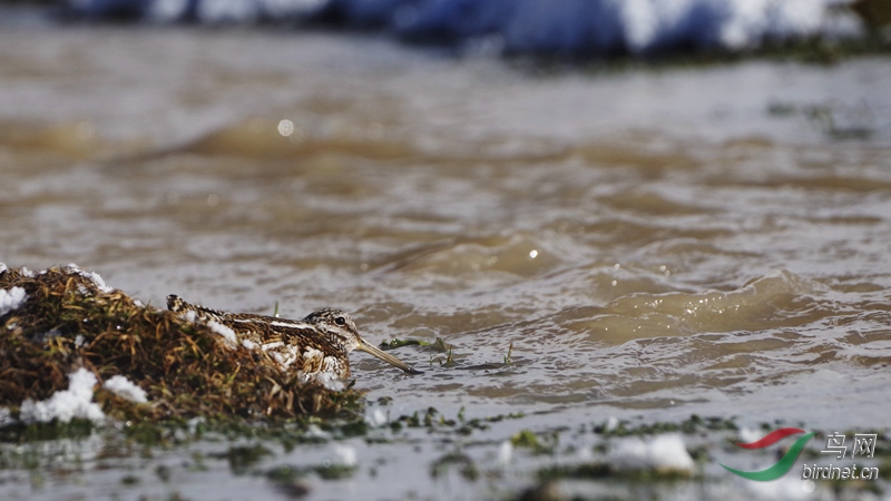 ��������۲���