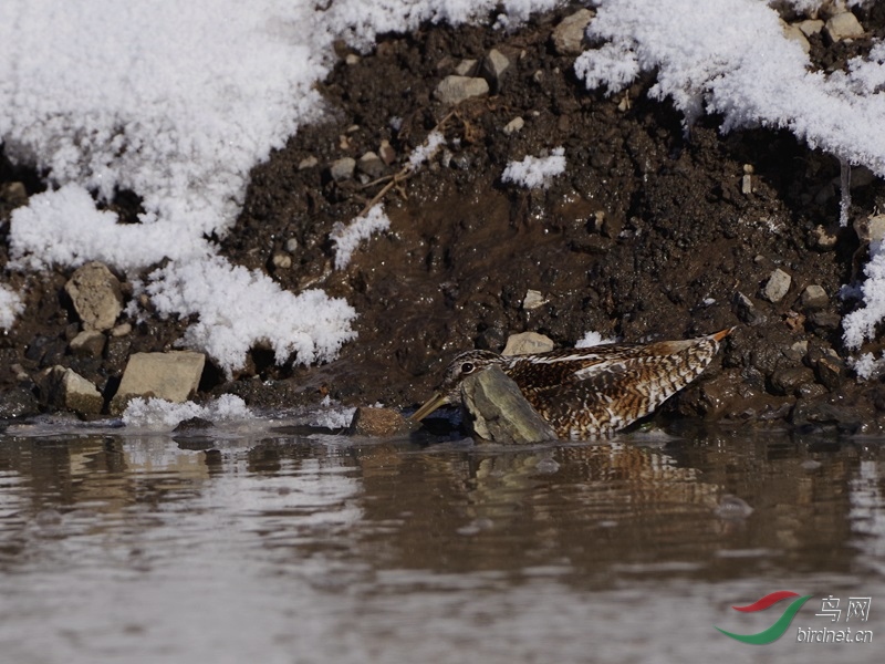 �Ҷ��ʯͷ����