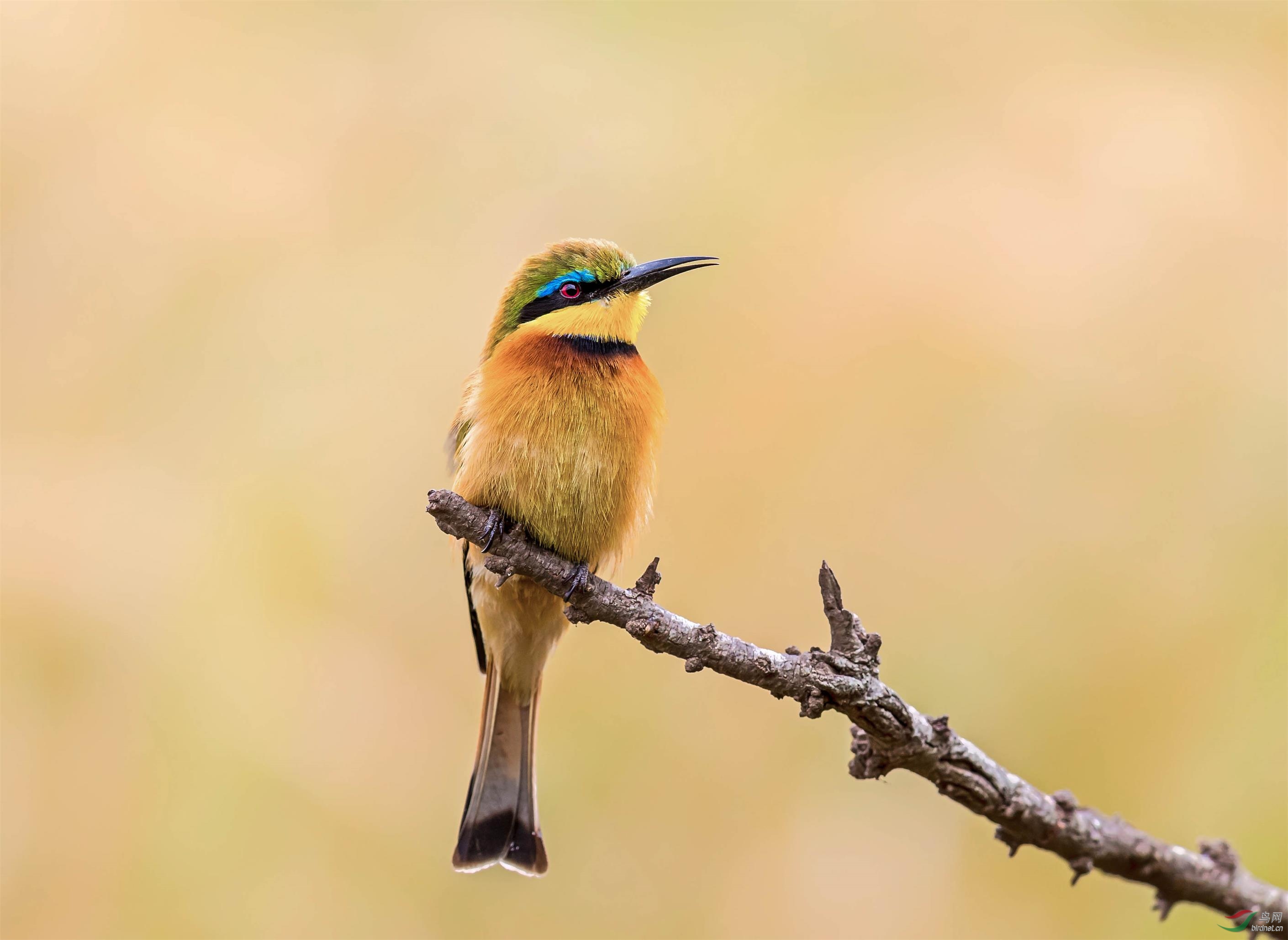 小蜂虎 - 天津版 tianjin 鸟网