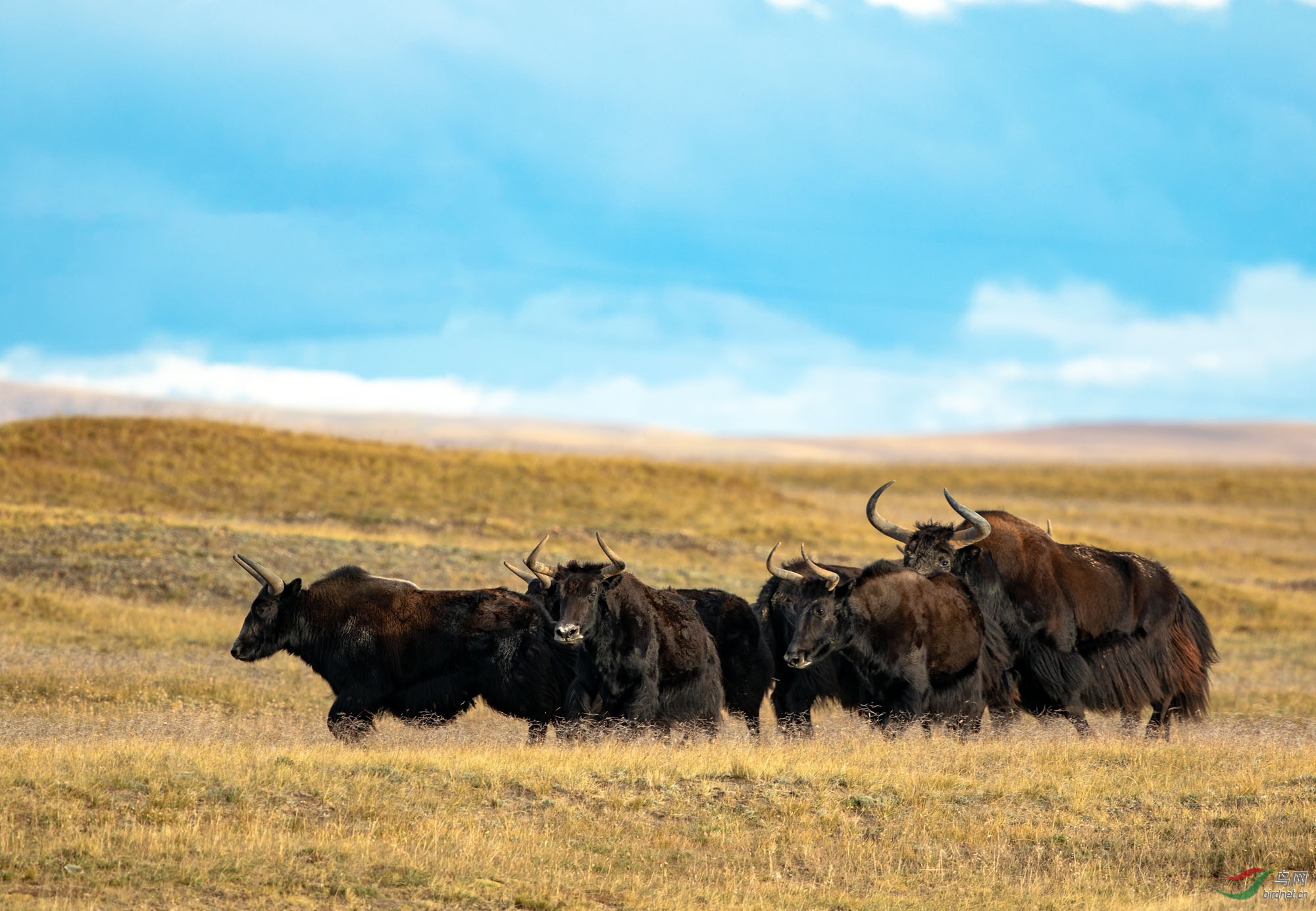 野牦牛 - 甘肃版 gansu 鸟网