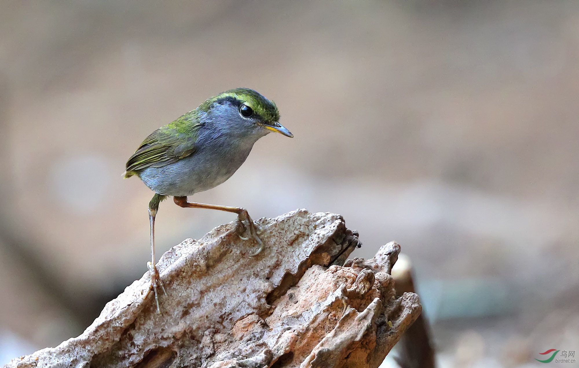 ��¼�������Ҹ���ݺ