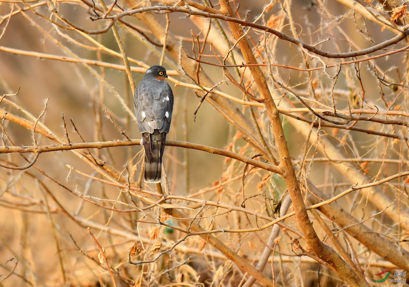 DSC_9784-1.JPG