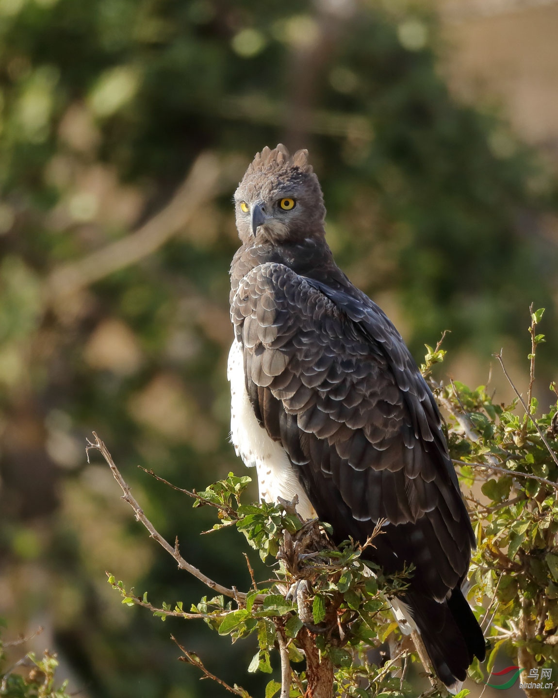 非洲雕 - 江西版 jiangxi 鸟网