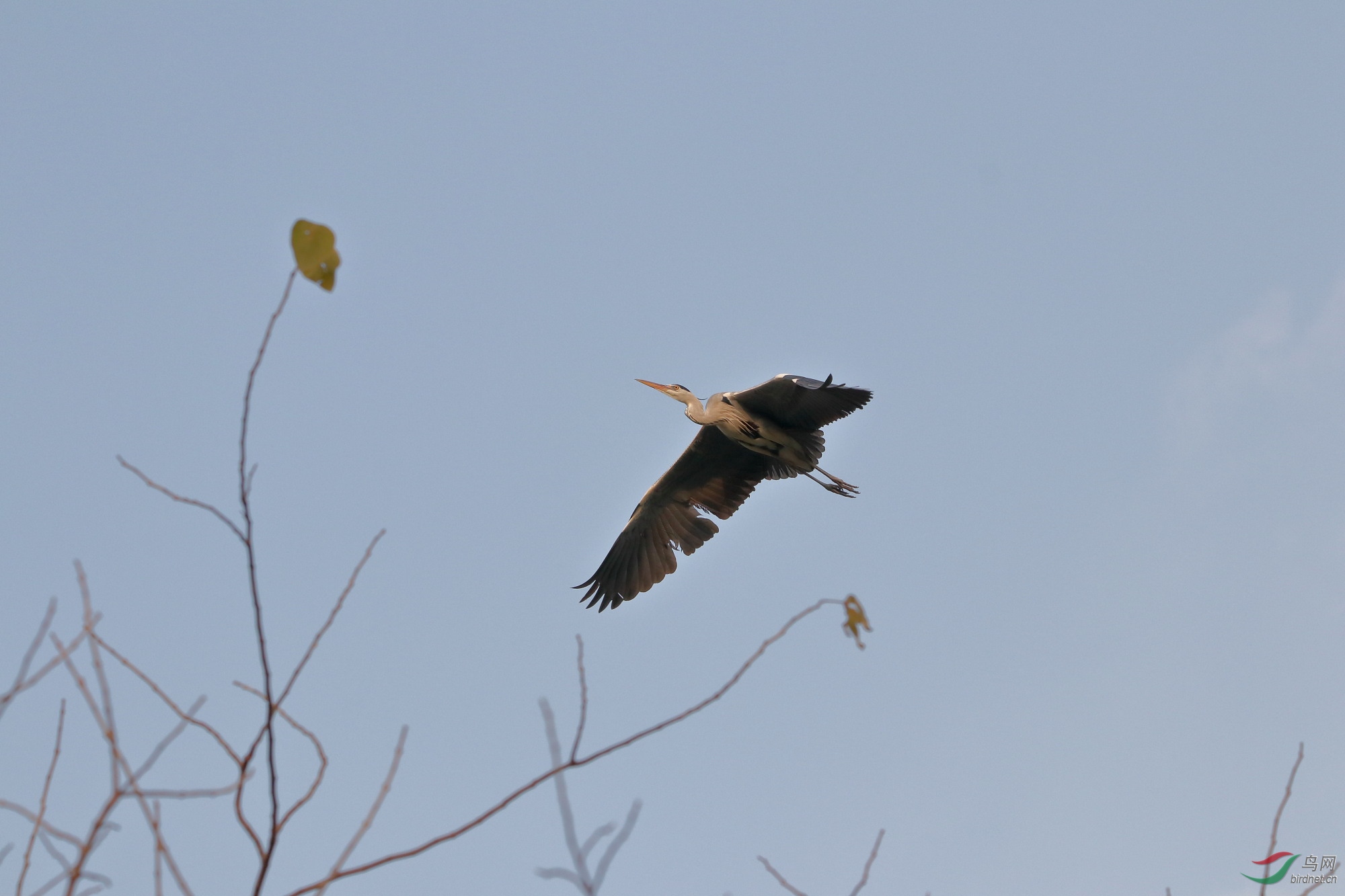 IMG_3326.JPG